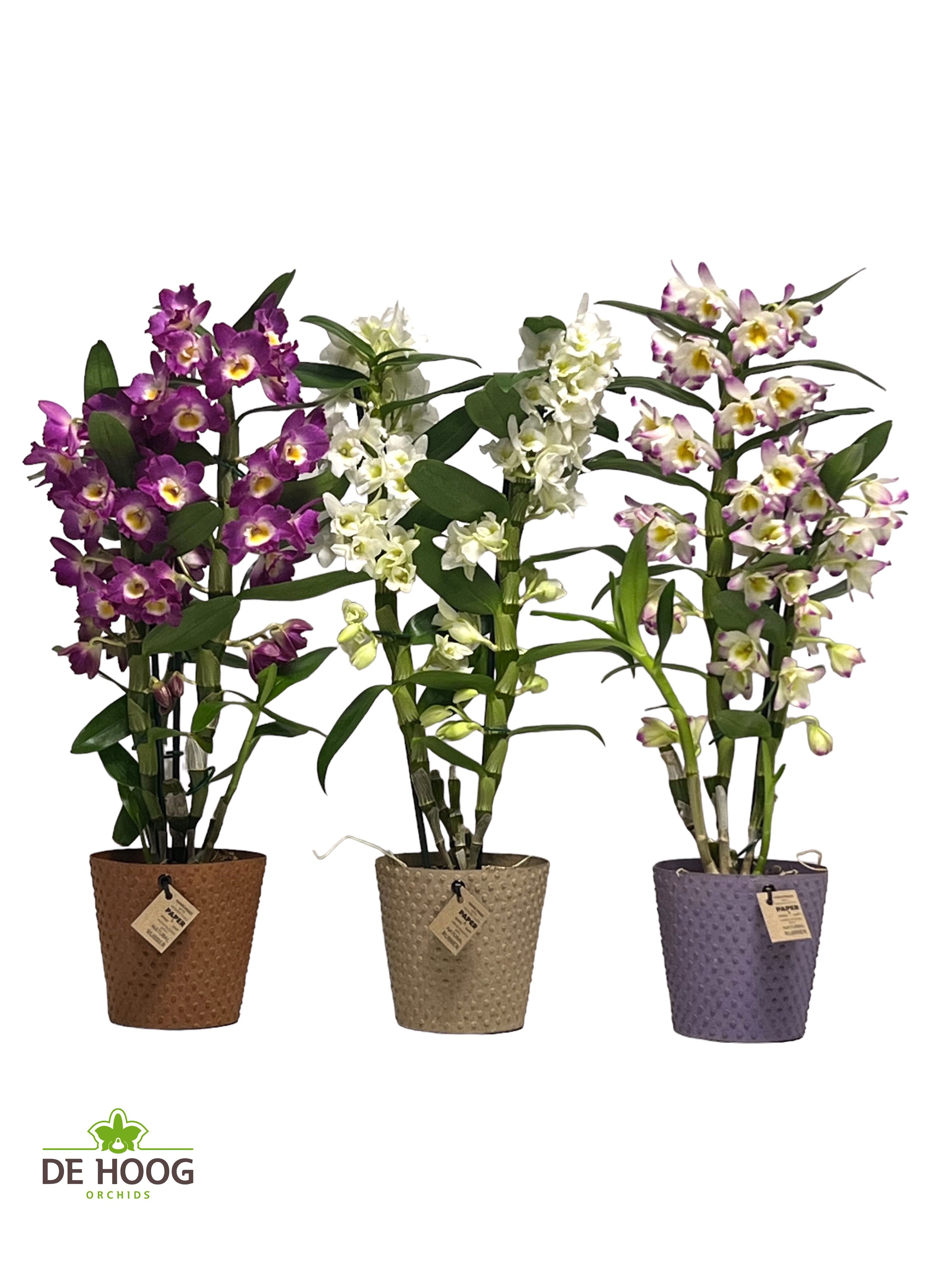 Dendrobium Nobile 2 stam gemengd in Paperpot 3 kleuren, D 12