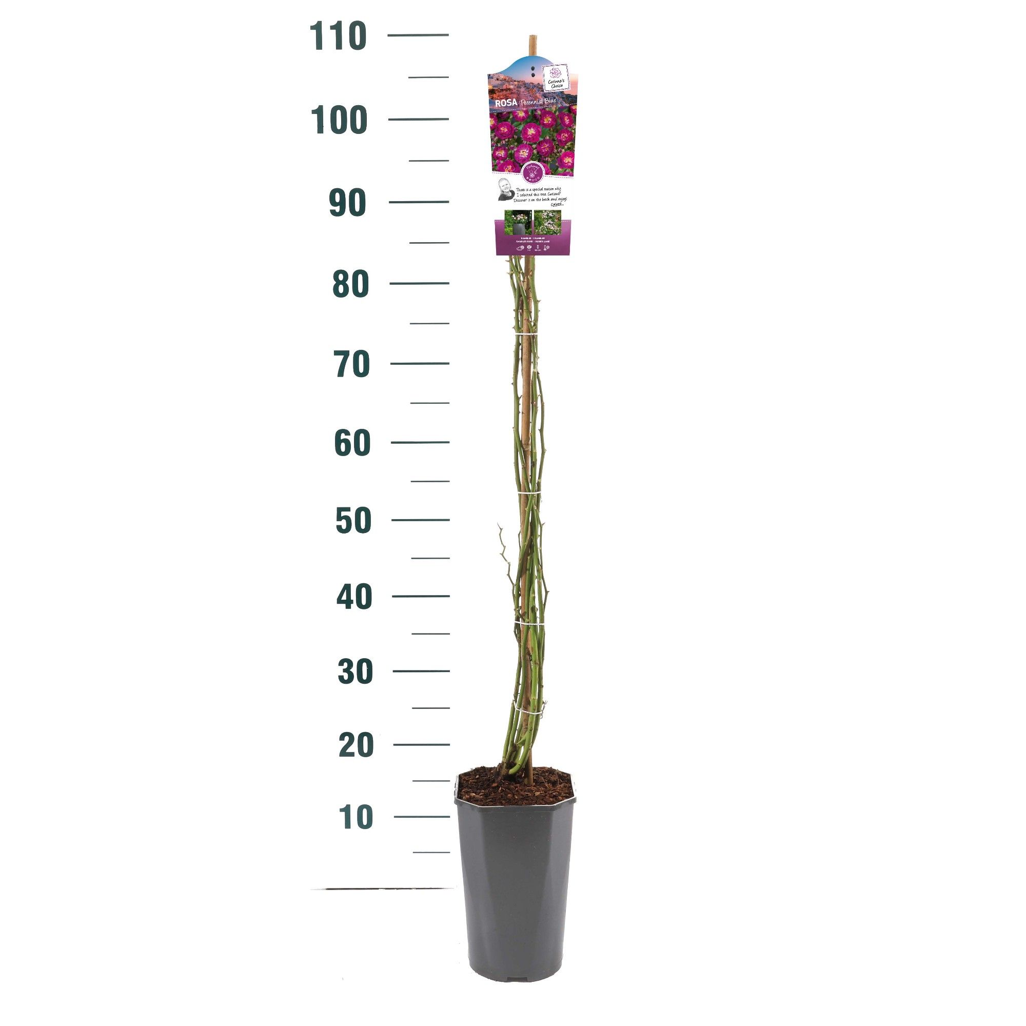 Rosa 'Perennial Blue' - Klim - C3rp - Rambler, D 19