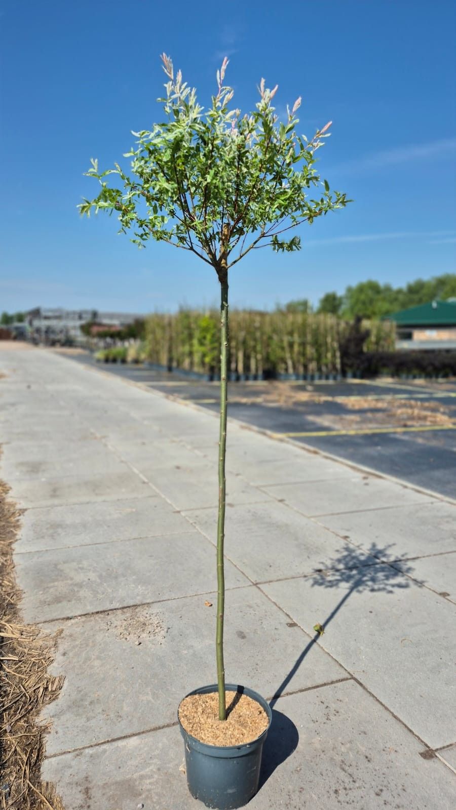 Salix int. 'Hakuro Nishiki' 125cm, D 26