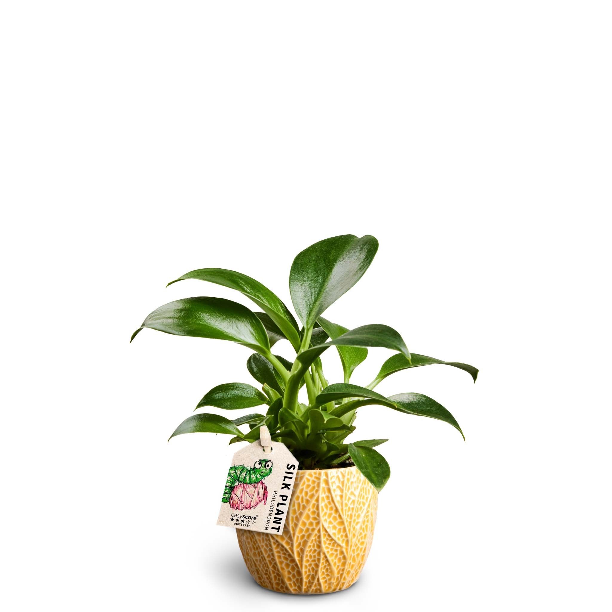 Leaf Tangerine, Philodendron ´Green Princess´, D 7