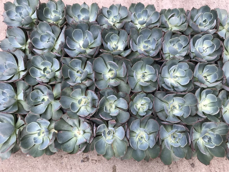 ECHEVERIA HYBRID 'AMISTAD', D 6