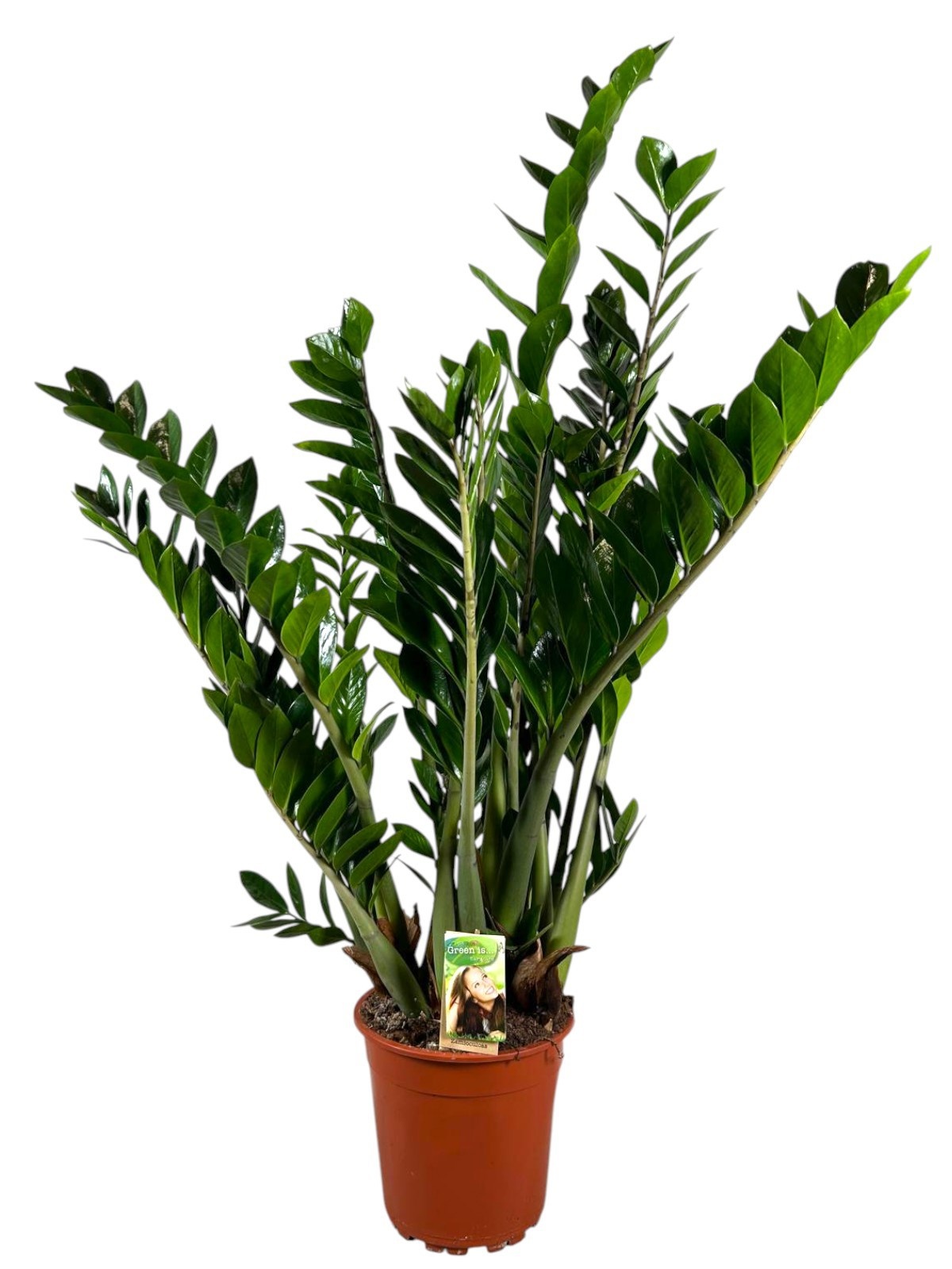 Zamioculcas, D 24