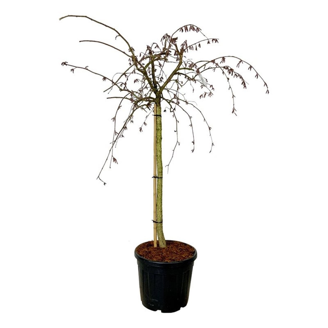 Corylus a. Purple Umbrella, D 50