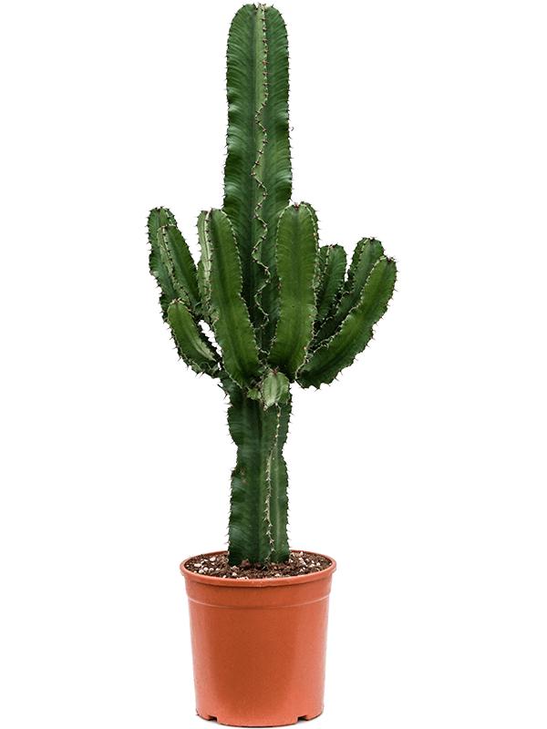 Euphorbia erytrea, D 24 cm