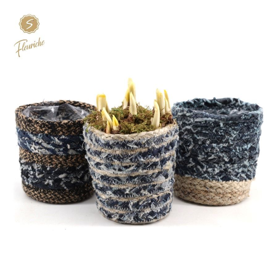 (3702) Narcissus Blue Jeans [M] 3pp Mos, D 13