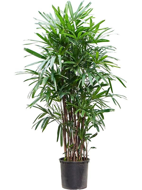 Rhapis excelsa (170-210), D 35