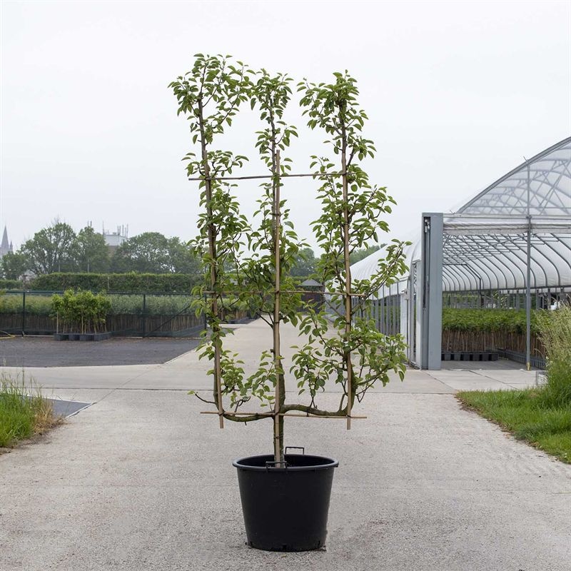 Malus dom. 3-arm Verticaal Appel leivorm, D 50