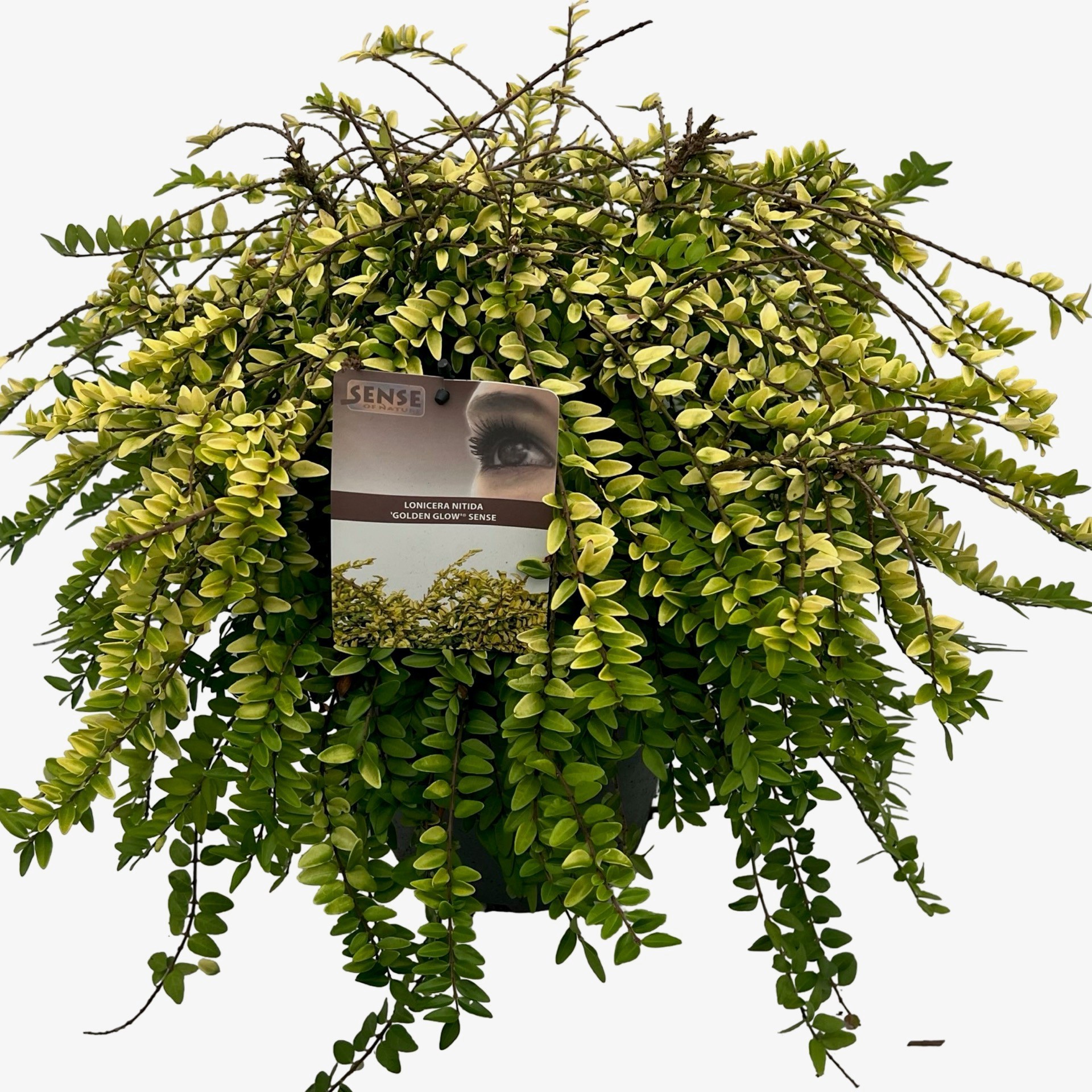 Lonicera nitida 'Golden Glow'® sense, D 23