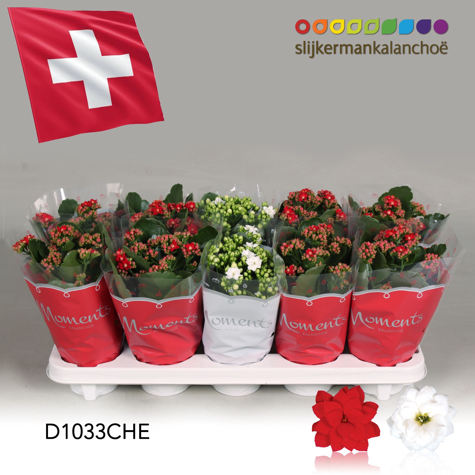 Kalanchoe Moments - Switzerland flag, D 10,5