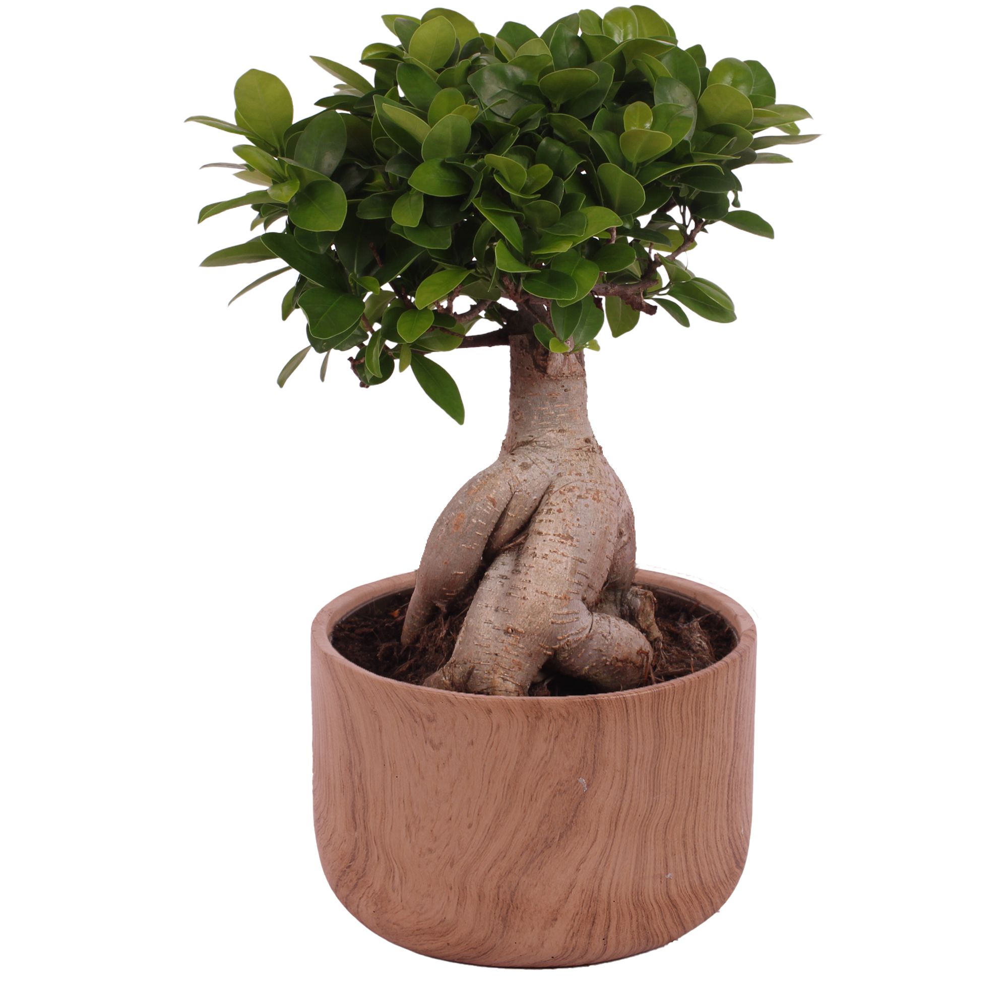 Ficus m. Ginseng Ball Shape Ø20cm in Ø22cm Ceramic NT565, D 22