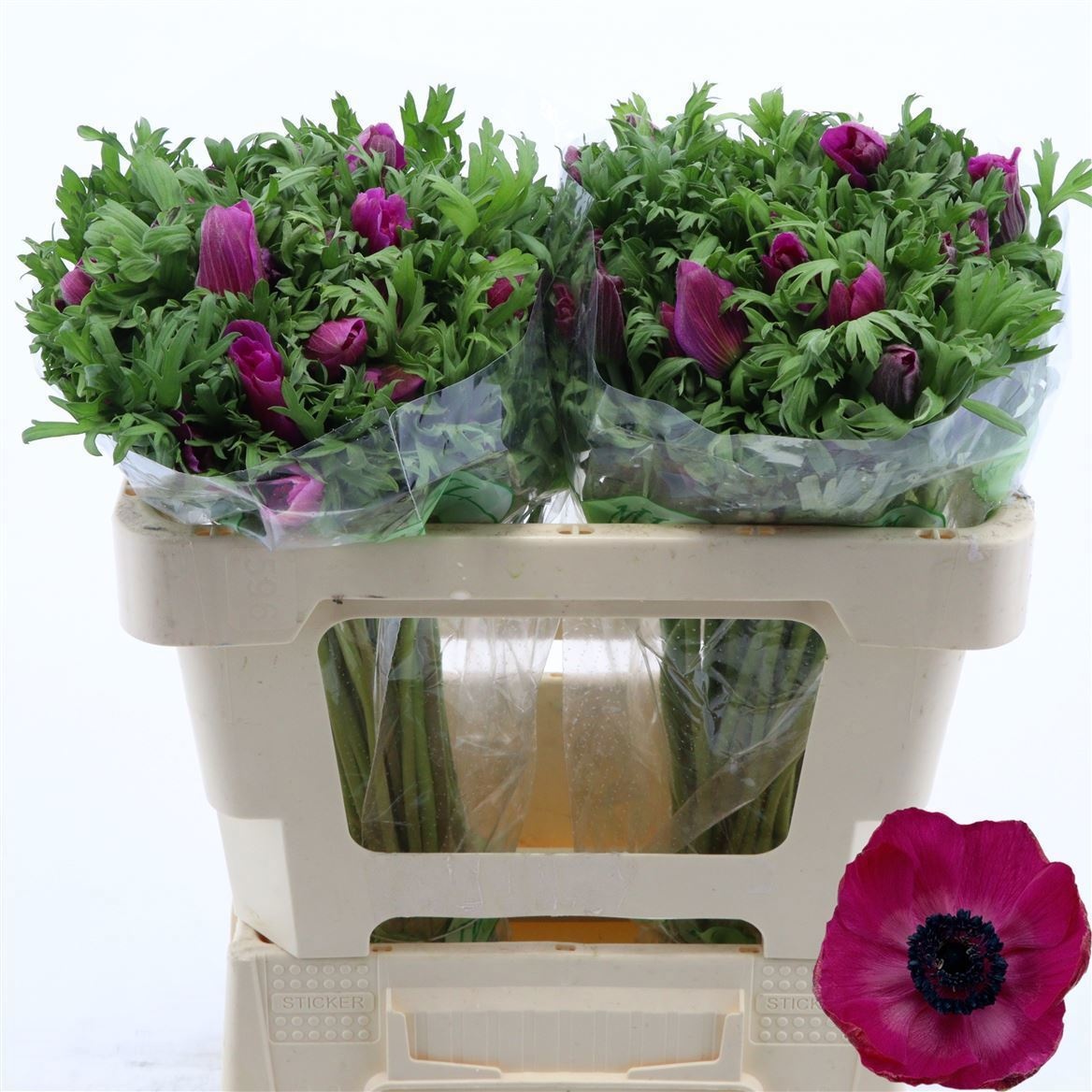 Анемон Галил Перпл 50 (фиолет.), шт.