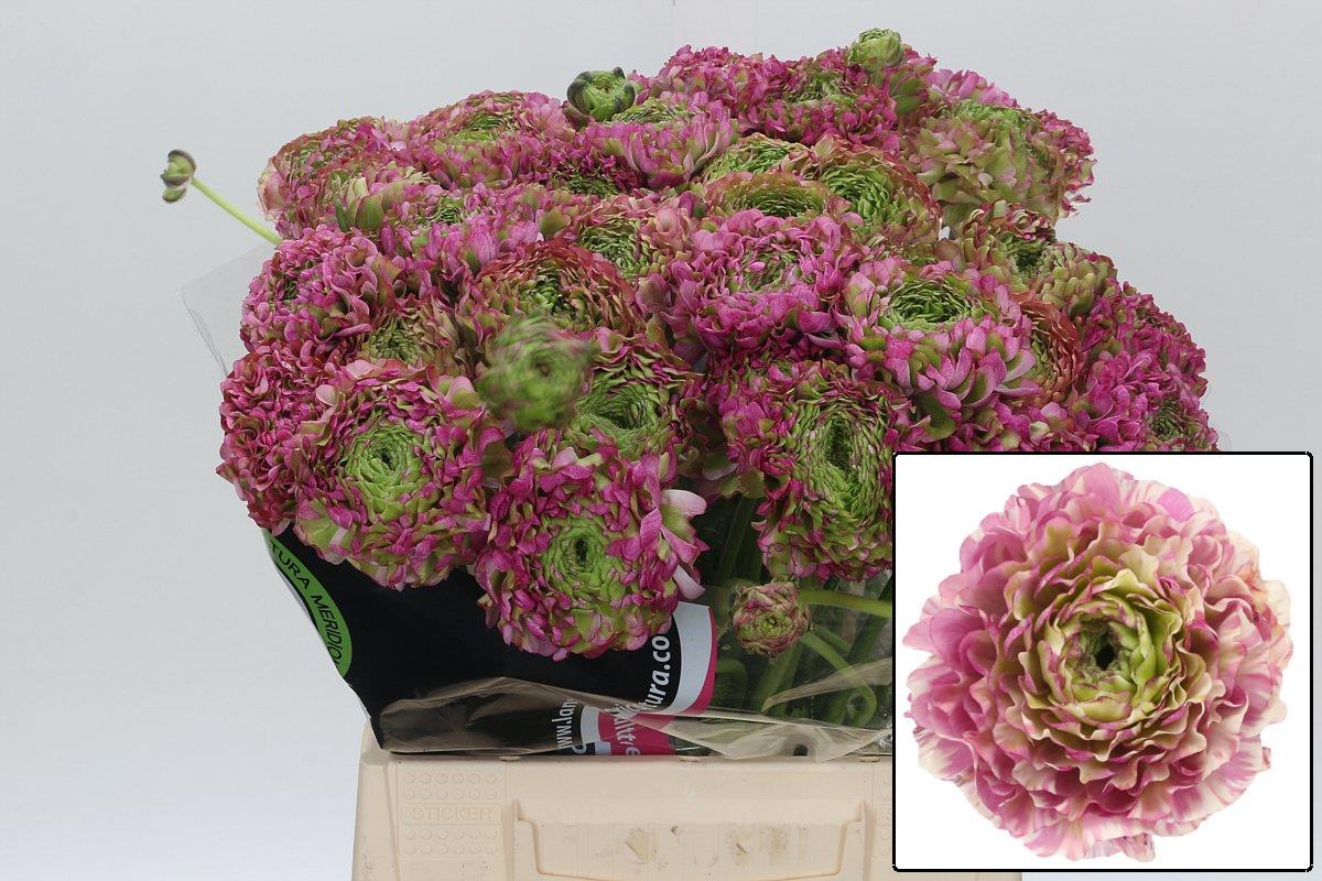 Ранункулус Пон Пон Мальва 45 (зелено-роз.), шт.