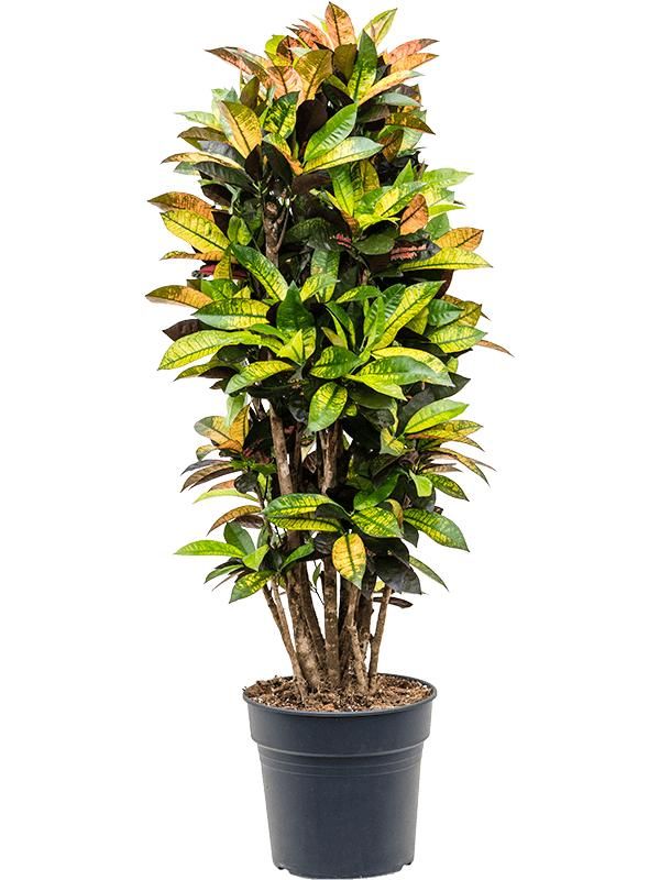 Croton (Codiaeum) variegatum 'Mrs. Iceton', D 30