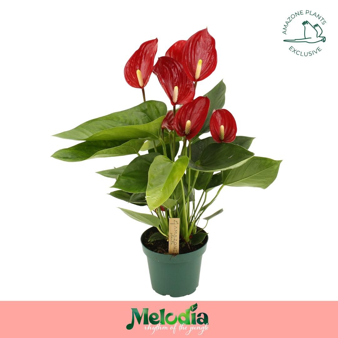 Anthurium Melodia Red 14cm, D 14