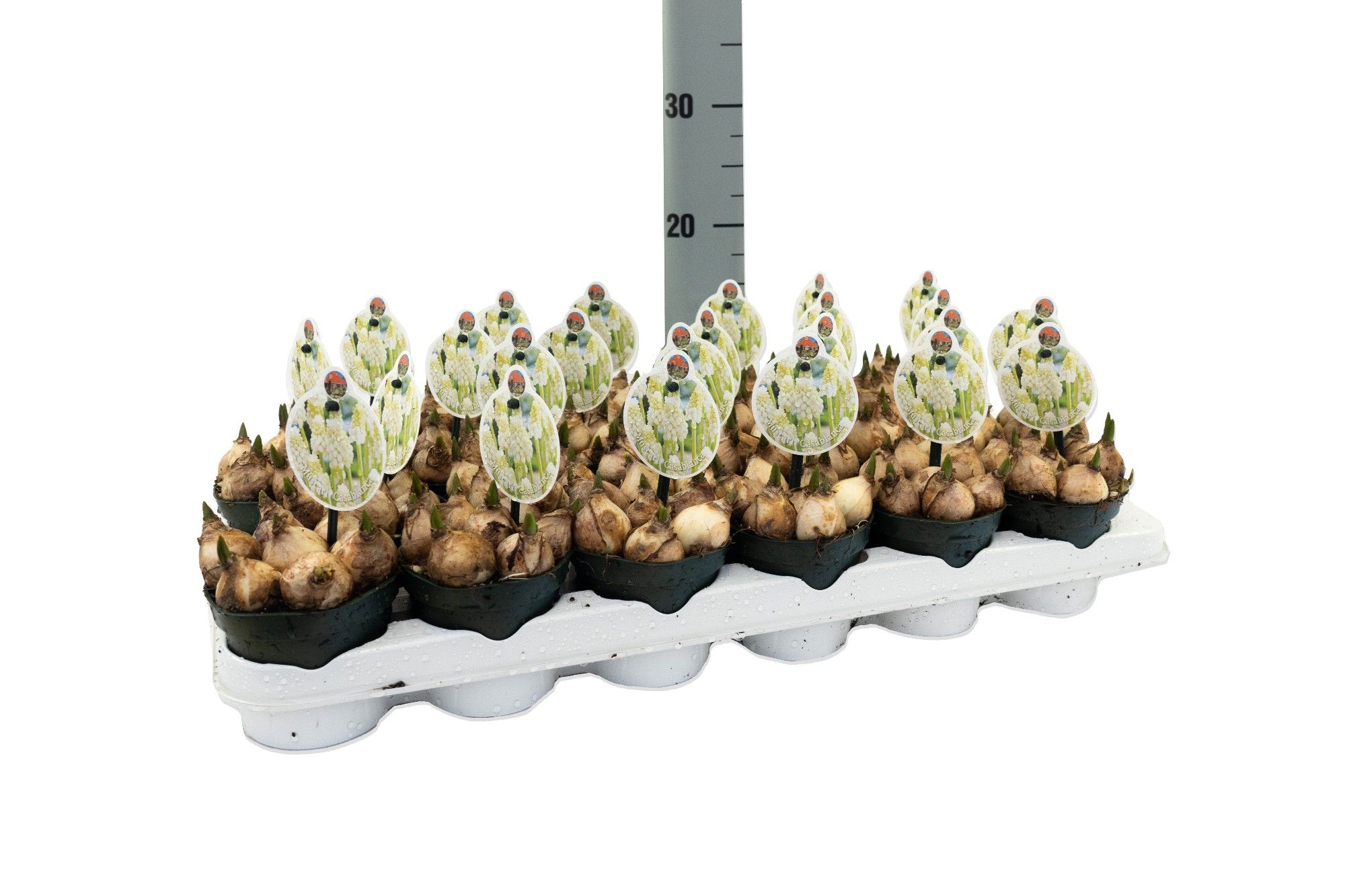 Muscari Casablanca, D 9