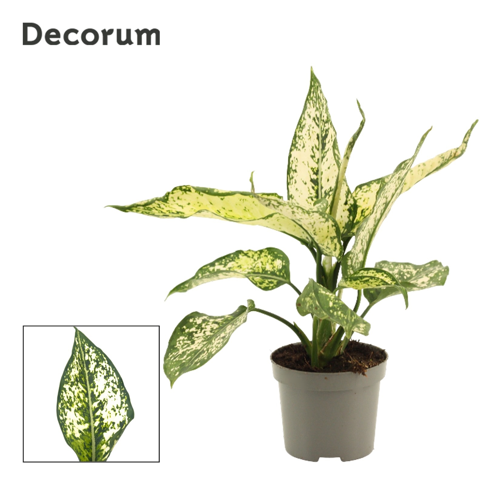 Aglaonema White Diamond 9 cm (Decorum), D 9