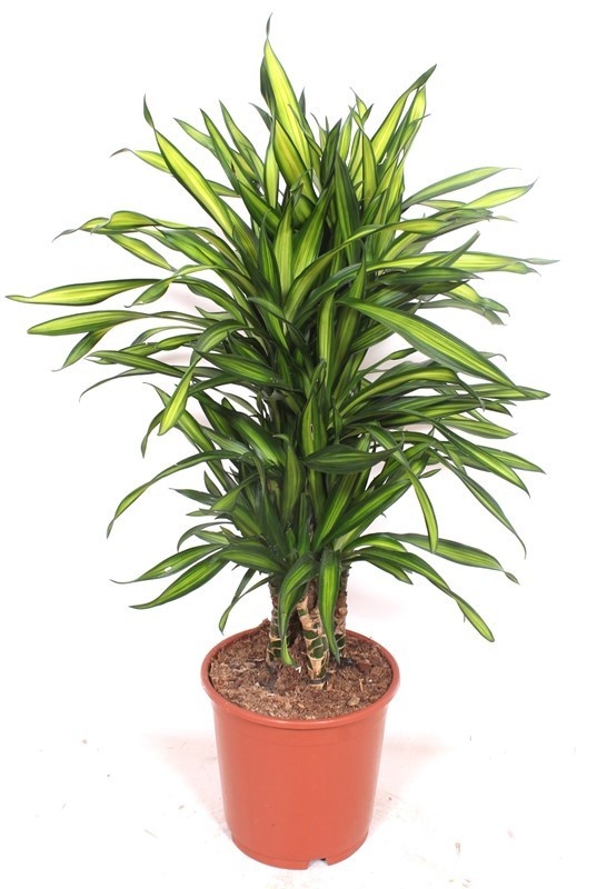 Dracaena Riki, D 24