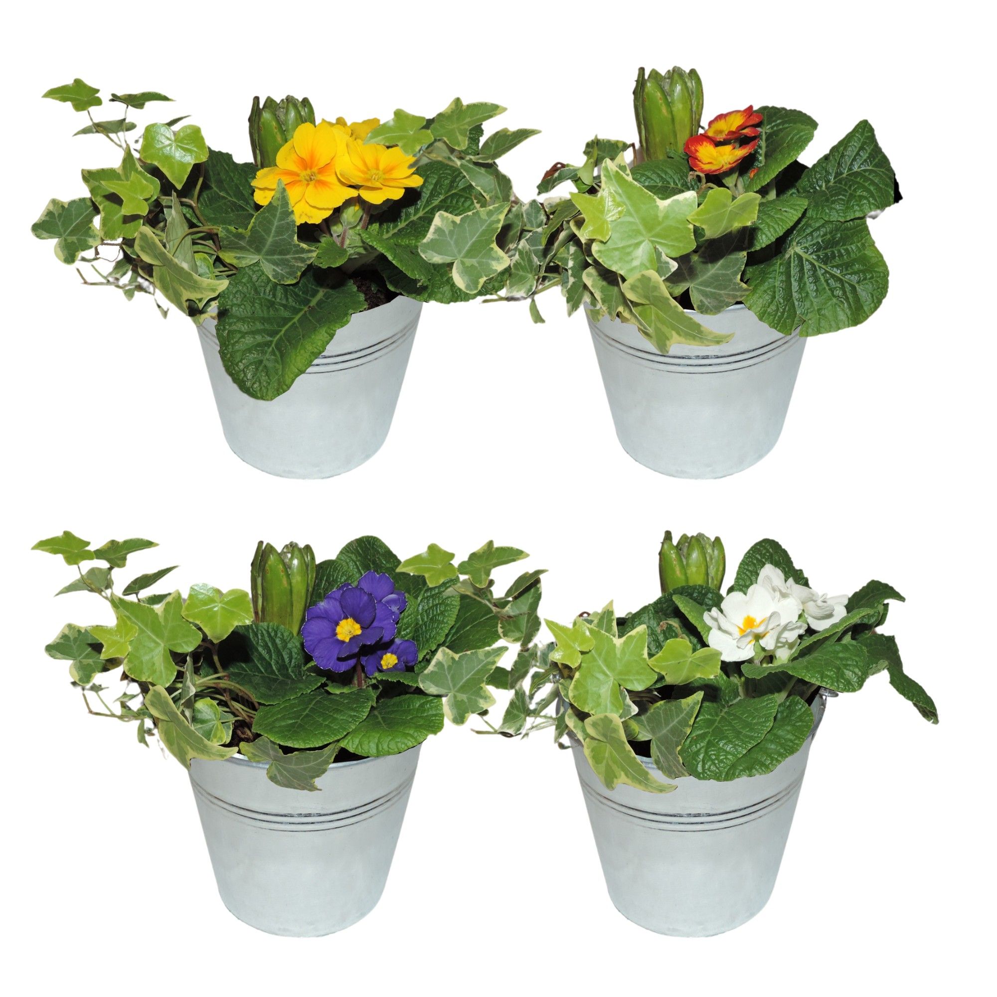 Arrangement Early Spring Specials in Zinken Emmer 13 cm Gemengd, D 13