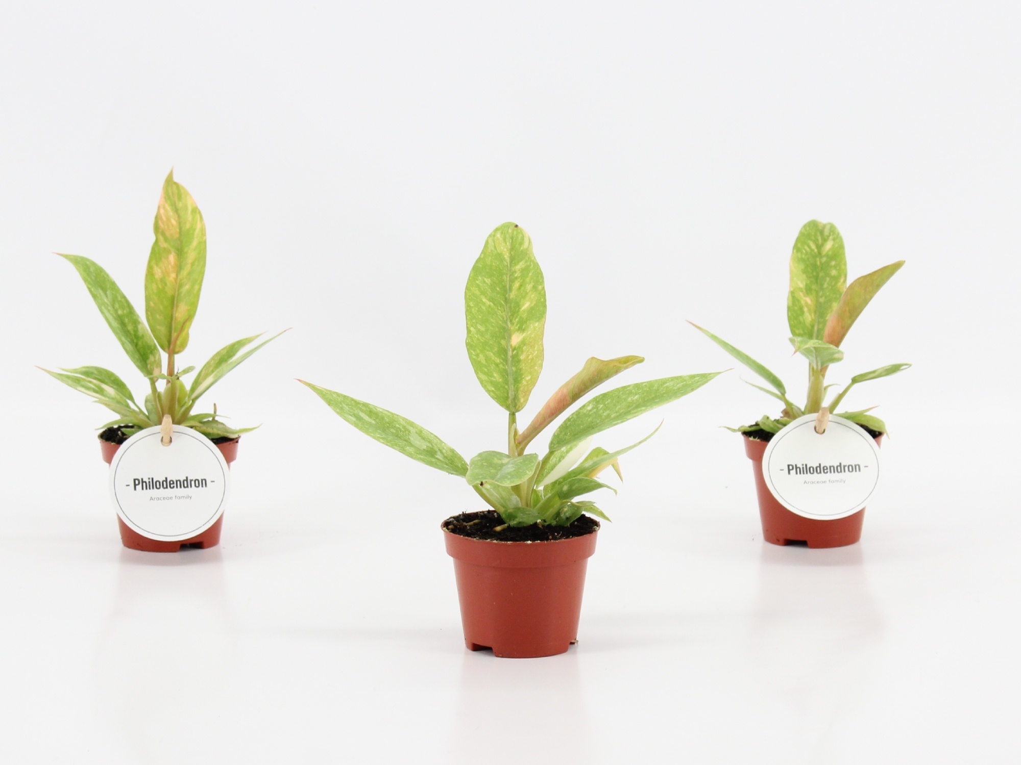 Philodendron Ring of Fire, D 6