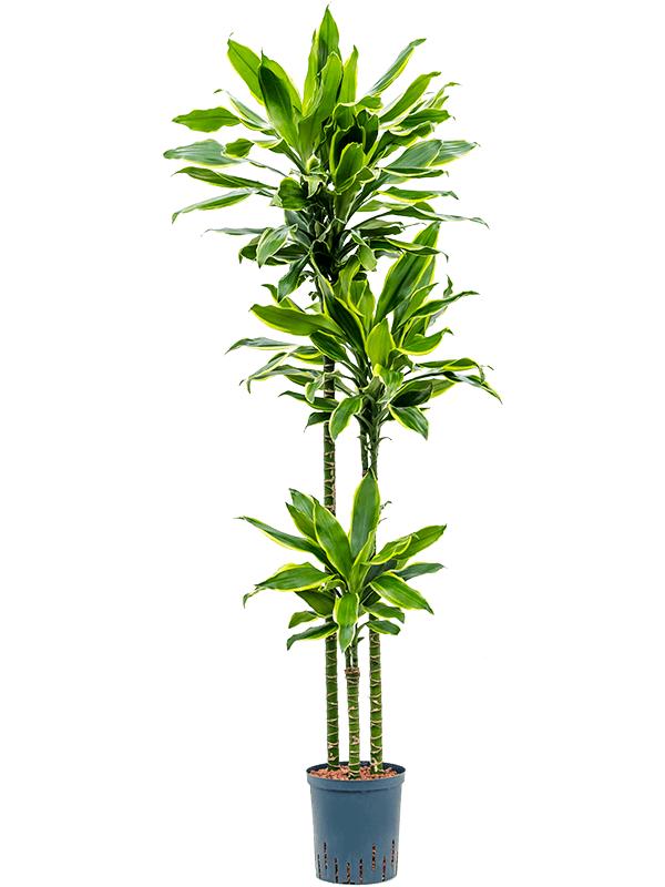 Dracaena fragrans 'Golden Coast', D 18