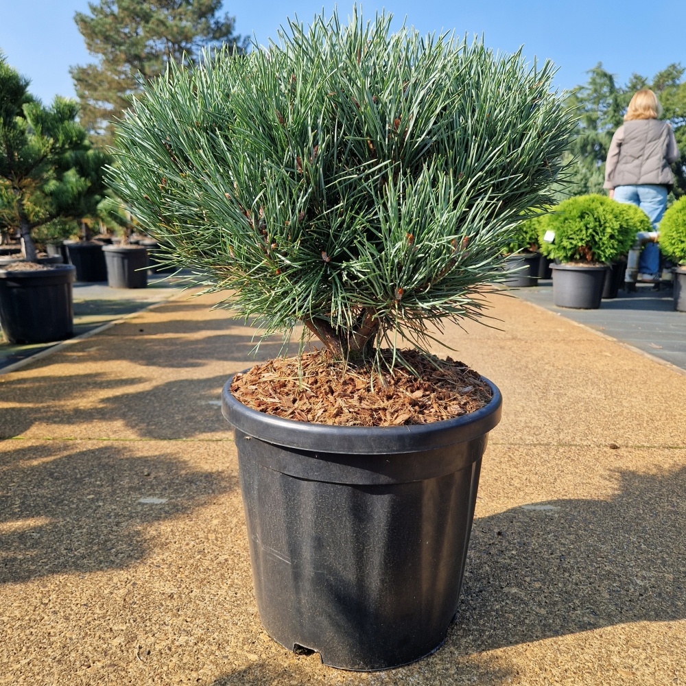 Pinus sylvestris 'Watereri', D 32 cm