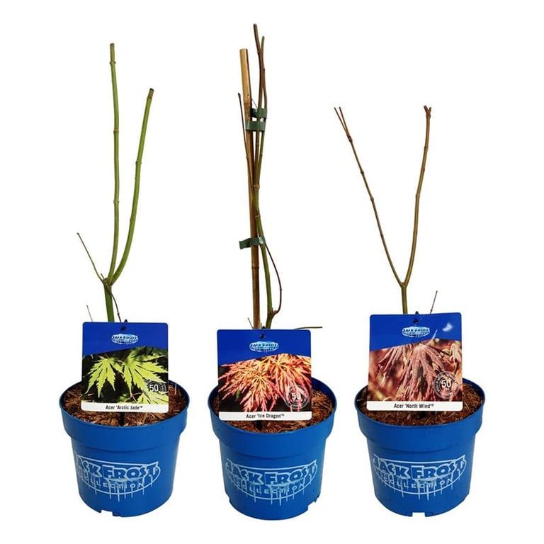 Mixlaag Acer JACK FROST® collection, D 19