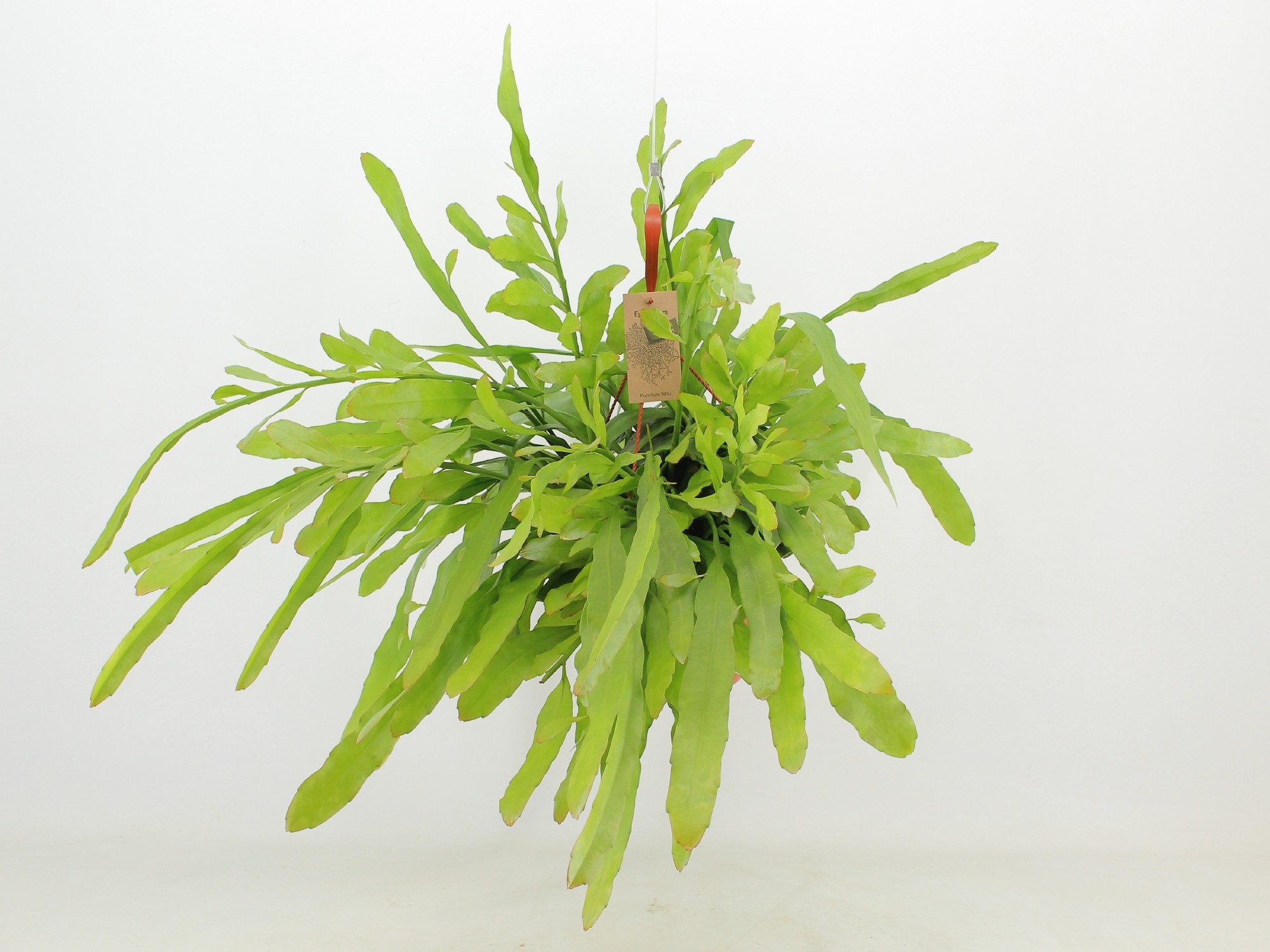 Epiphyllum Pumilum ‘Milu’, D 21