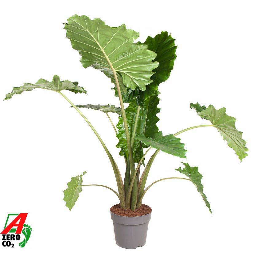 Alocasia Portodora (NO GAP), D 32