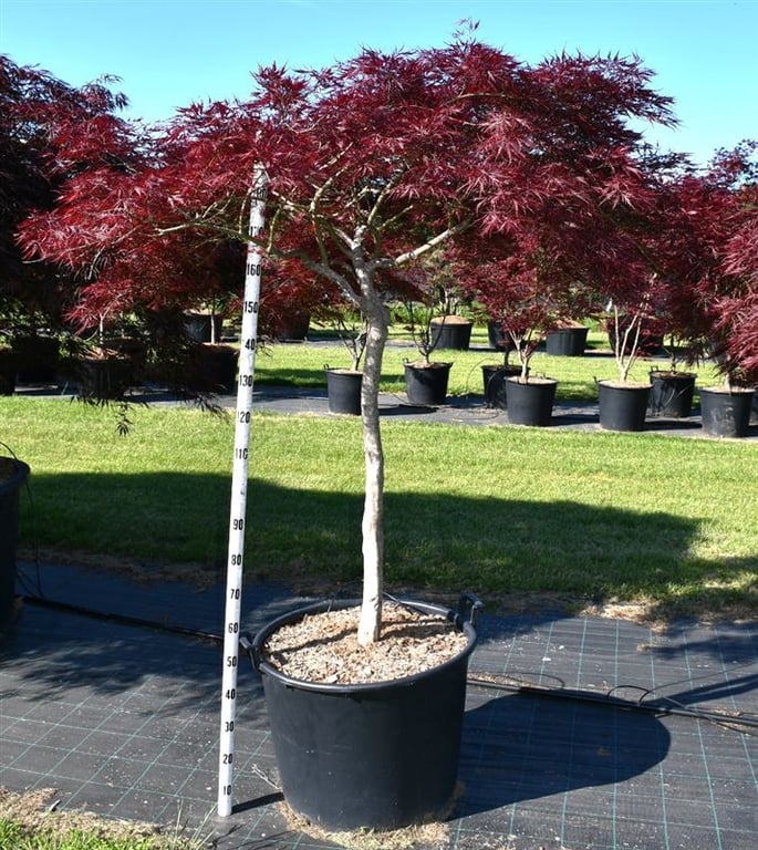 Acer pal. 'Stella Rossa', D 65
