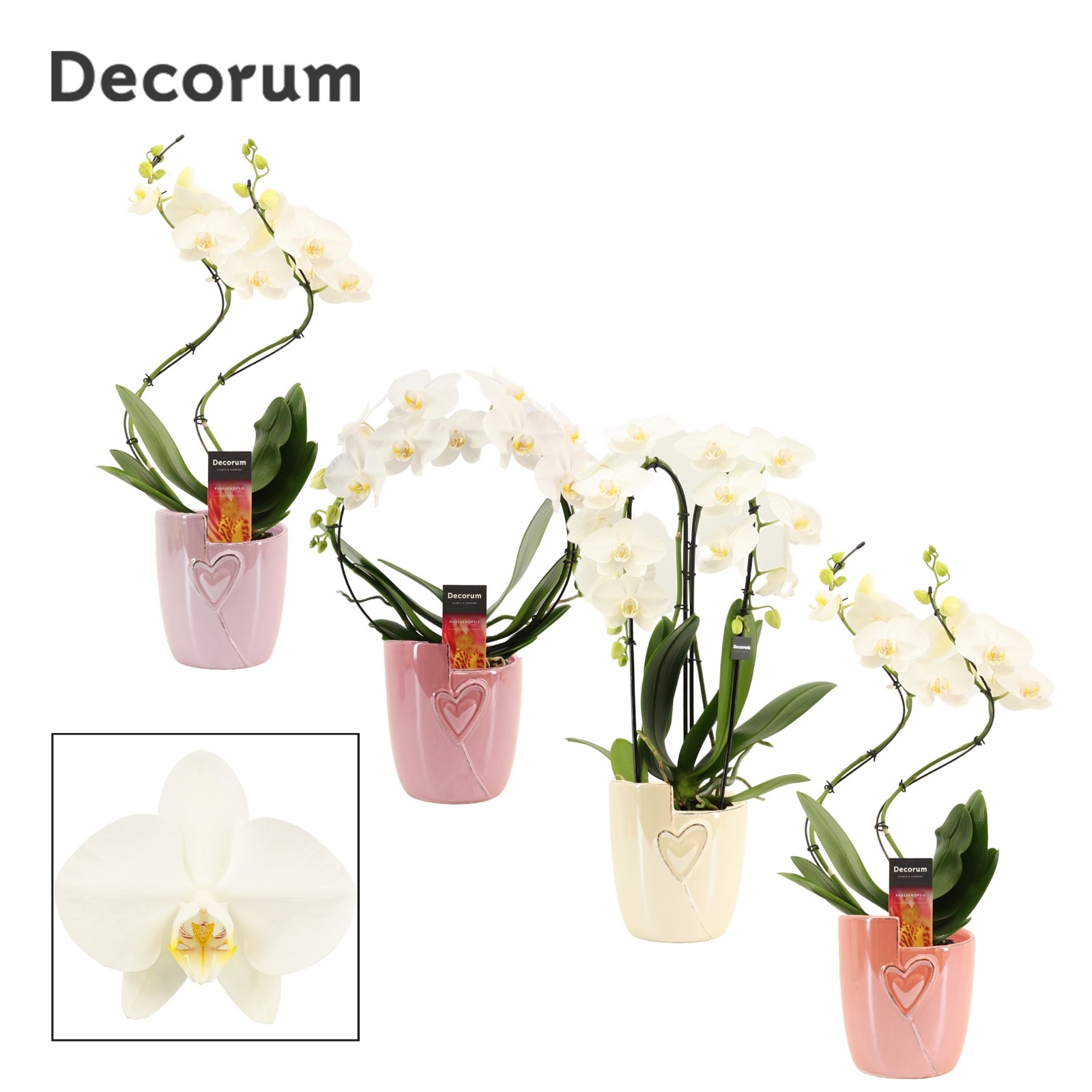 Phalaenopsis vormen mix 2 tak wit in Joa (Special moods-collect), D 12