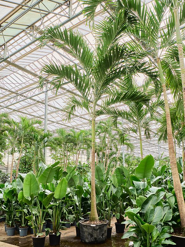 Veitchia (Adonidia) merrillii, D 85