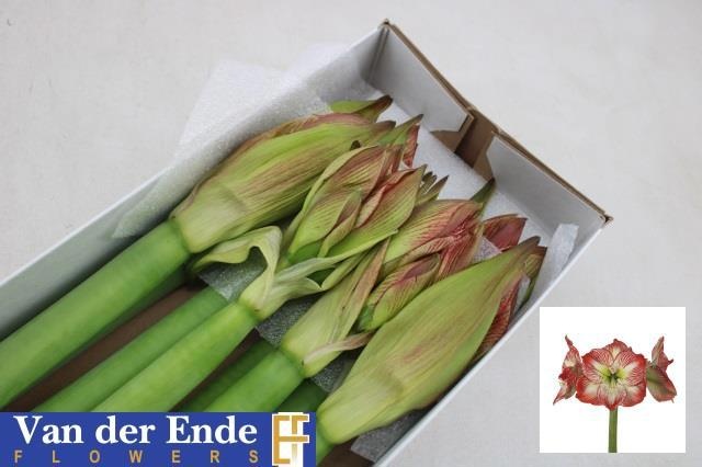 Амарилис Мега Стар (красно-зел.) x8, шт.