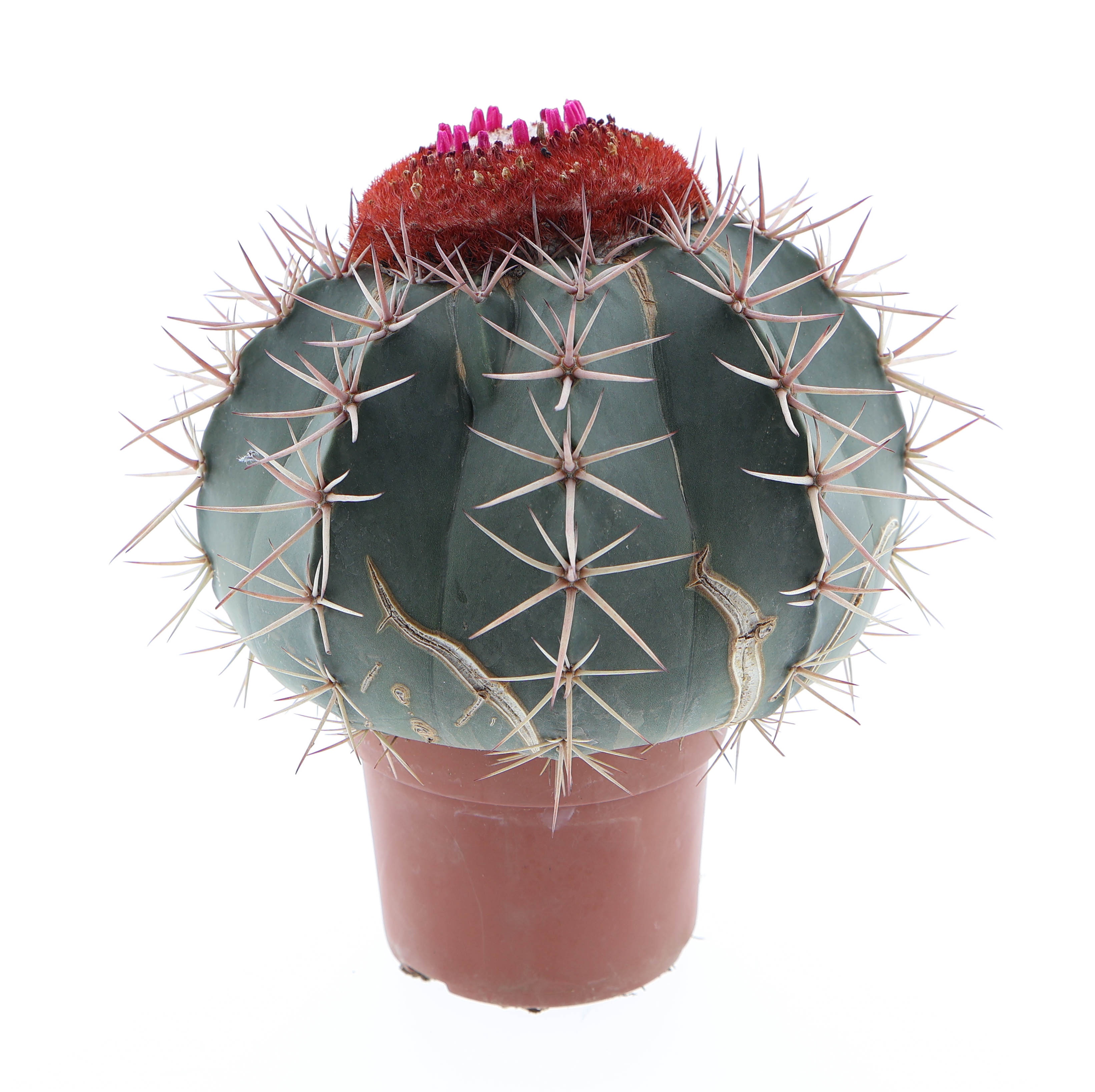 Melocactus bahiensis XXXL, D 10,5