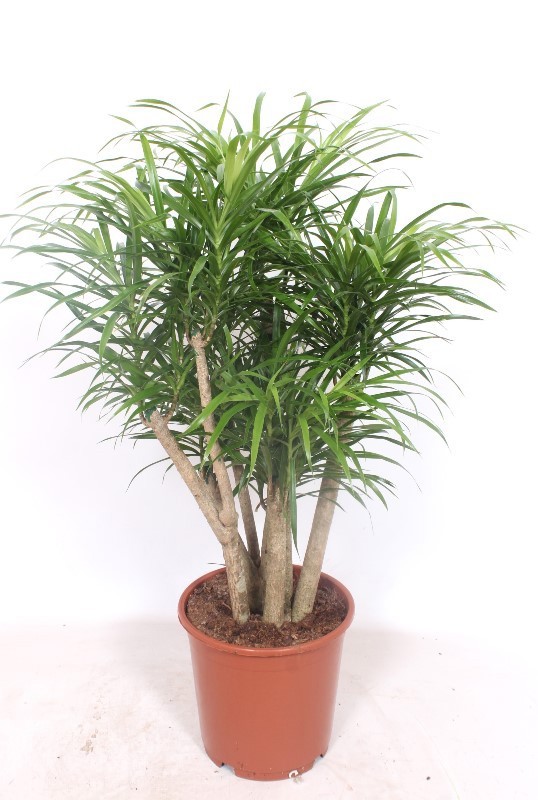 Dracaena Anita, D 24