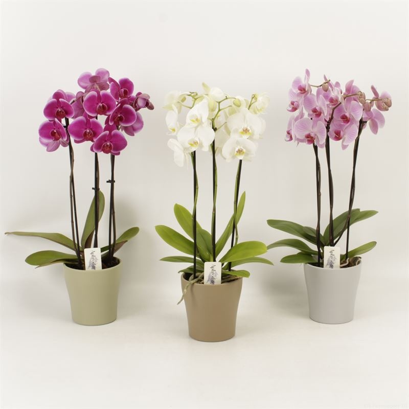 Phalaenopsis gemengd 3 tak gemengd shorty in Modern living keramiek, D 12 cm