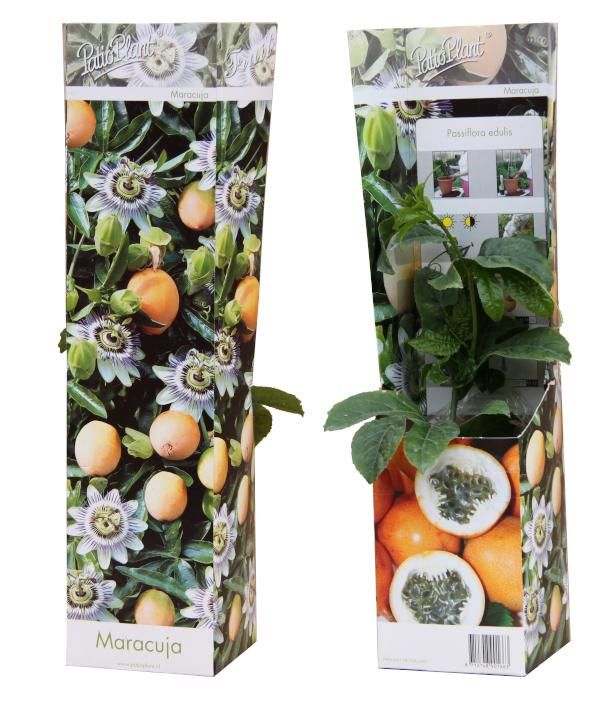 Passiflora edulis 'Frederick', D 9 cm