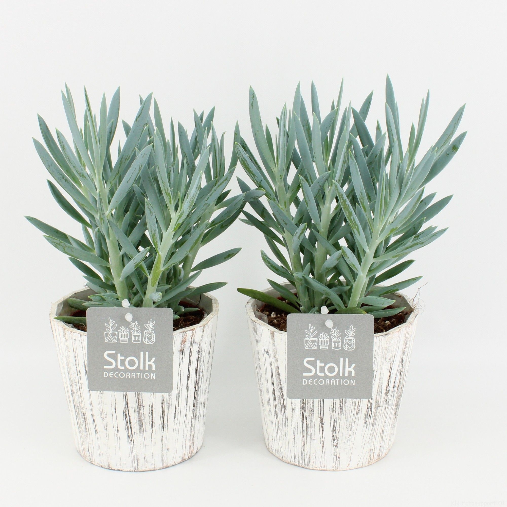 Senecio Curio Ficoides Mount Everest in wood wit, D 13