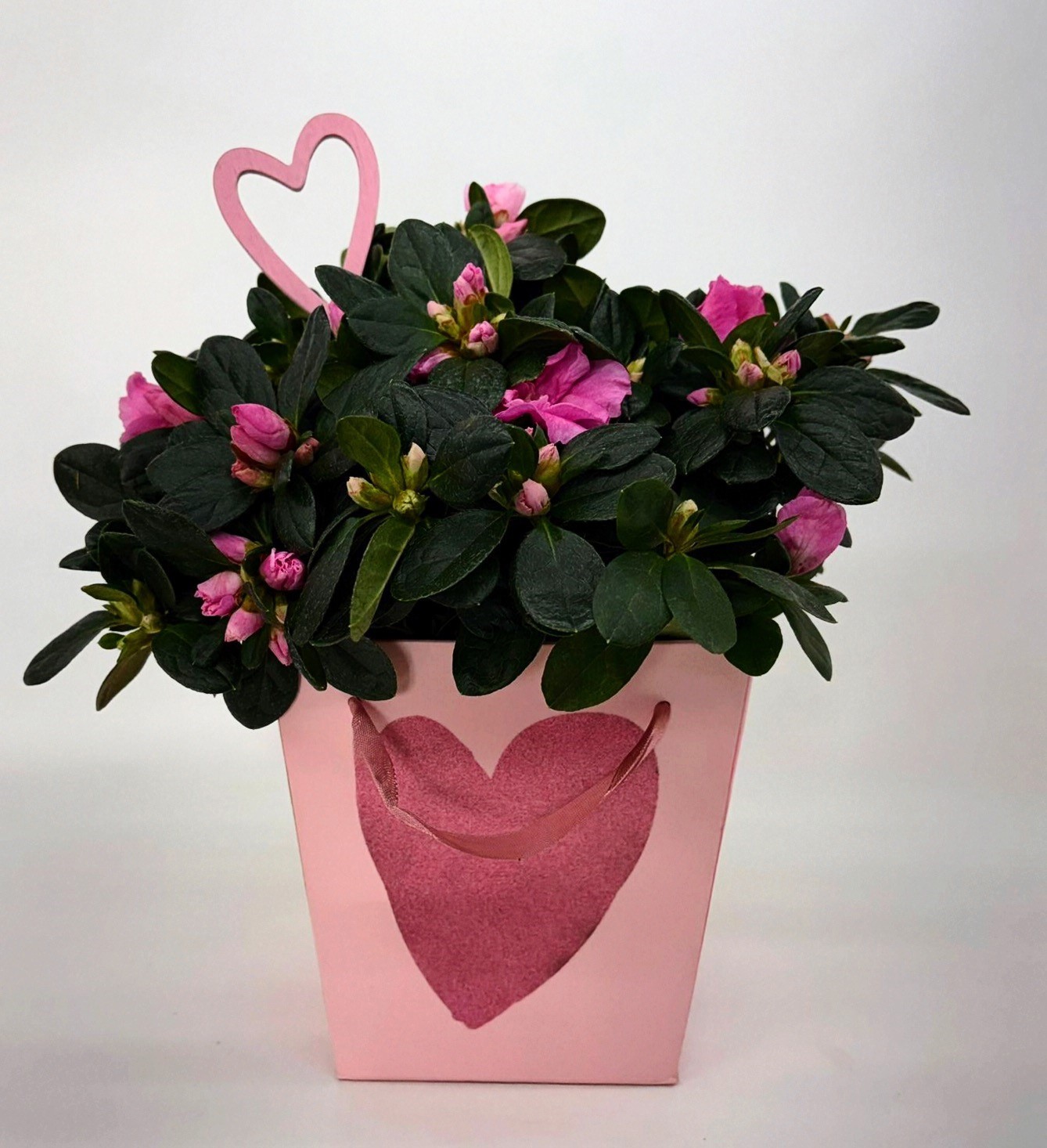 Azalea gemengd met carry bag DIA 25 CM valentijn, D 12,5