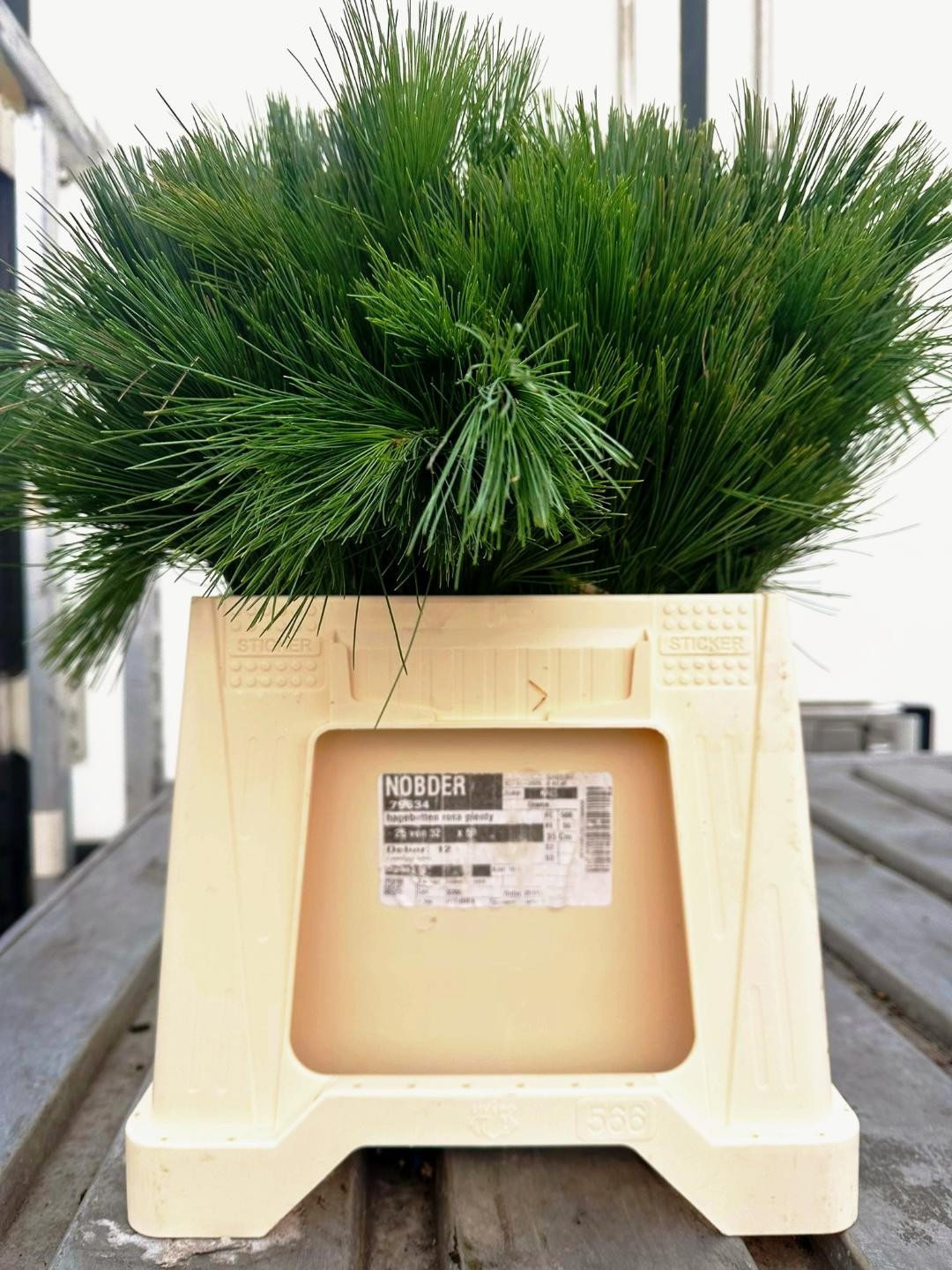 Пинус Стробус 40, шт.