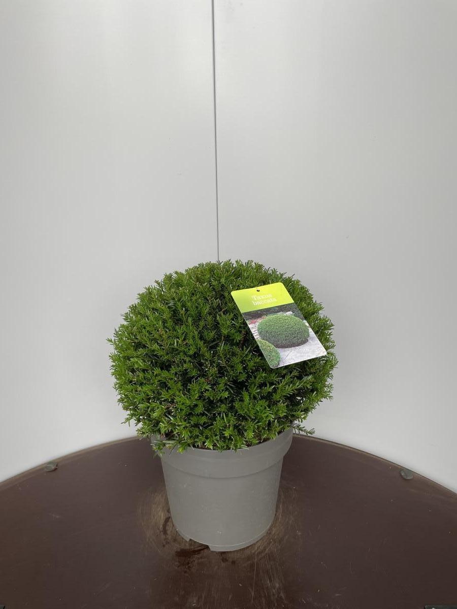 Taxus baccata, bol, D 29 cm