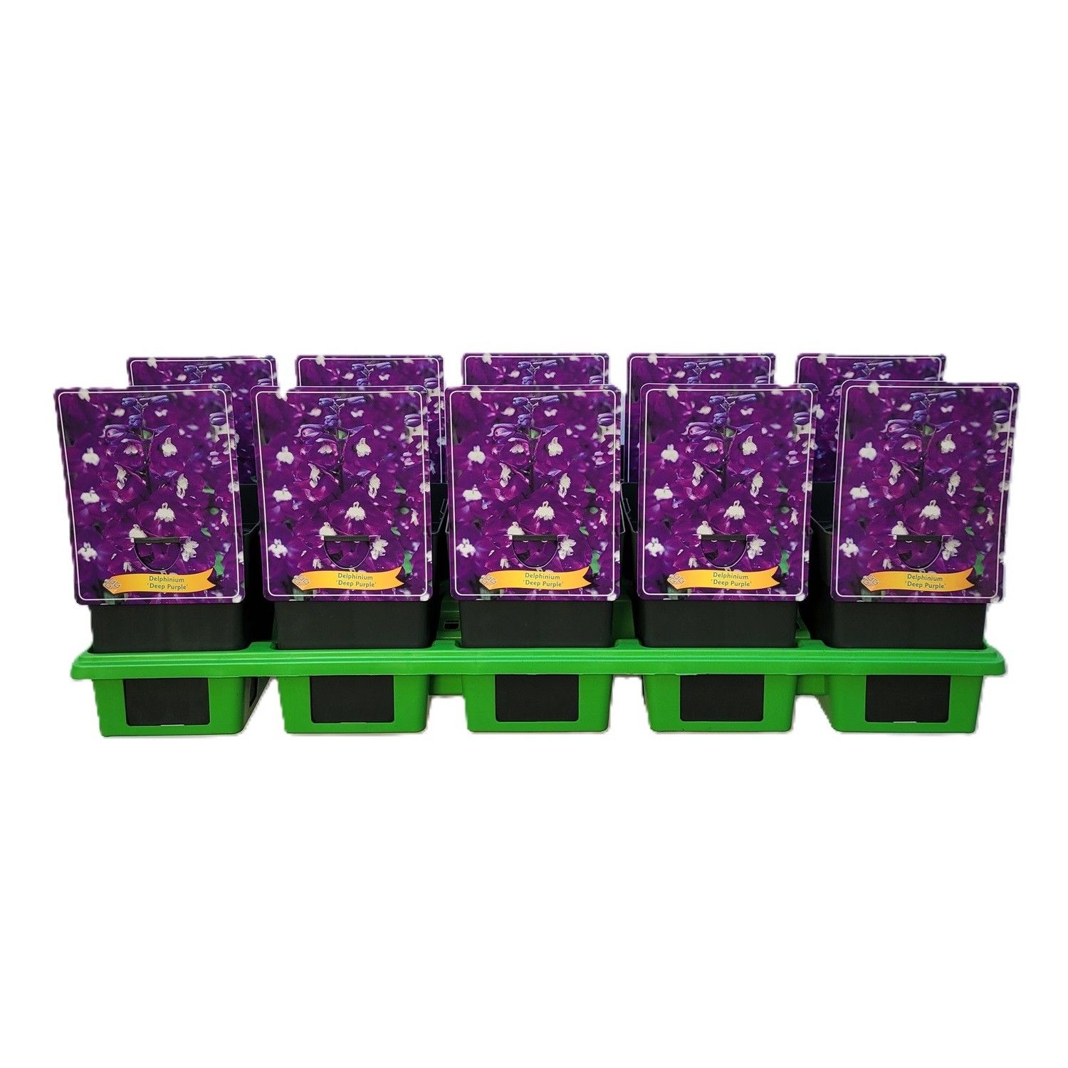 Delphinium Elatum 'Aurora Deep Purple' P11, D 11 cm