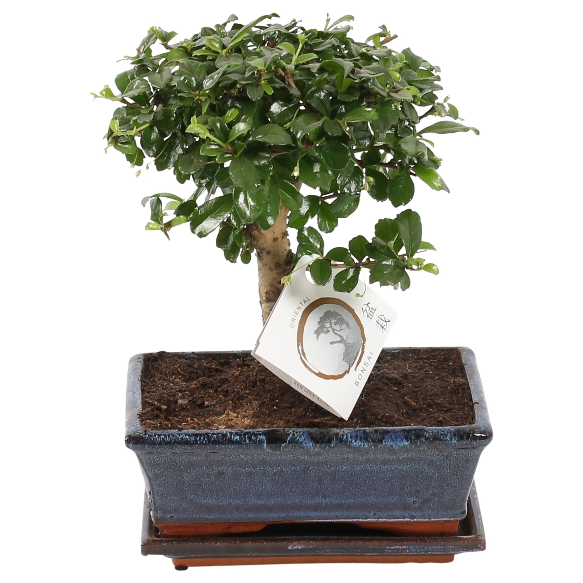 Bonsai 'Carmona macr.' in ø20cm Ceramic Ball Shape with Saucer, D 20 cm