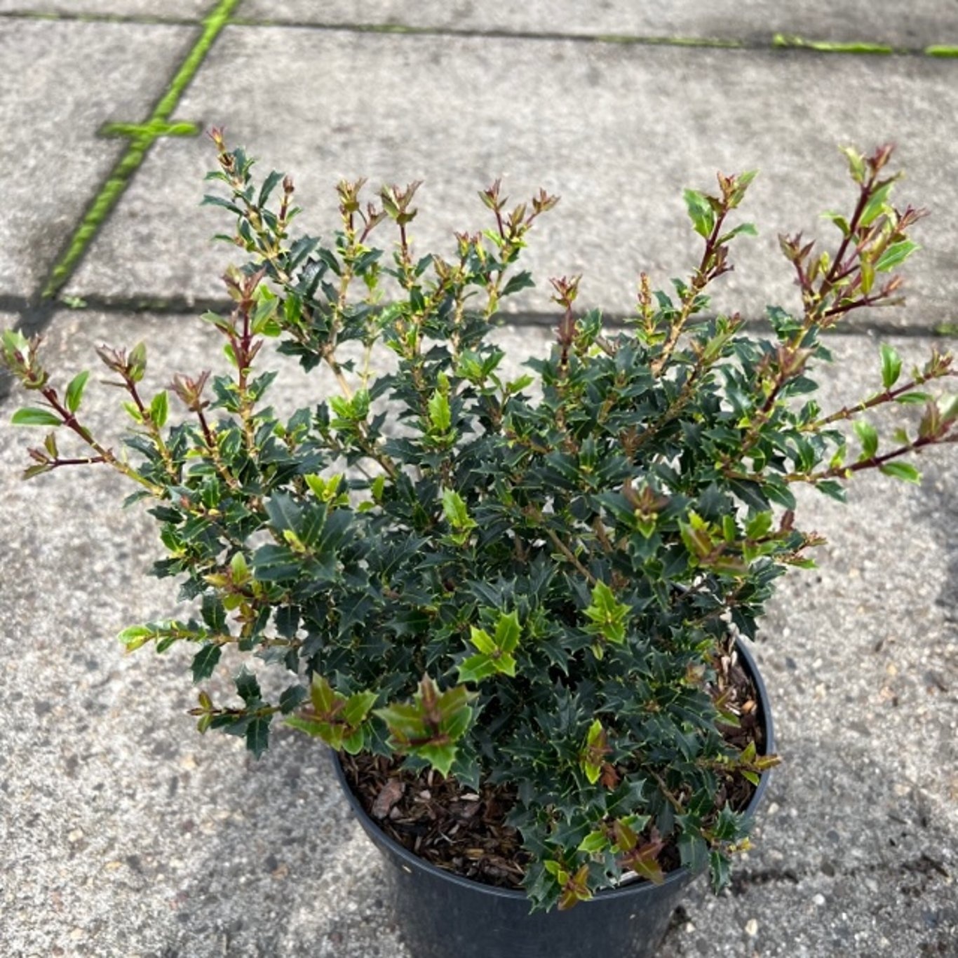 Osmanthus heterophyllus 'Kaori Hime', D 19 cm