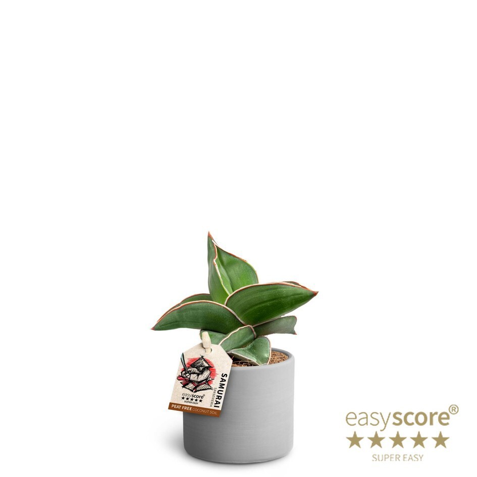 SANSEVIERIA EHRENBERGII 40635054 Raw Grey Samurai, D 7 cm SANSEVIERIA EHRENBERGII 40635054 Raw Grey Samurai, D 7 cm