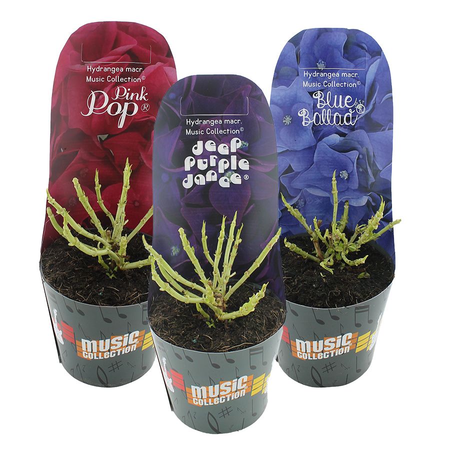 Hydrangea macr. Music Collection® MIX C2 (17cm.) Potcover, D 17