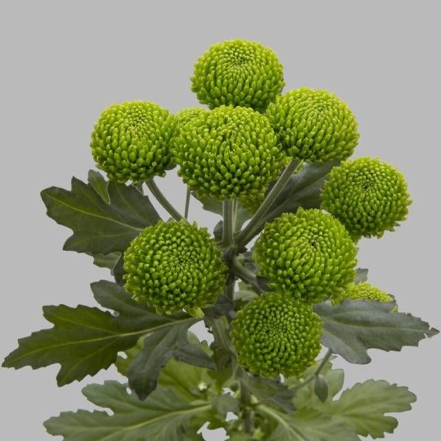 Хризантема куст. Делигрин 65, шт.