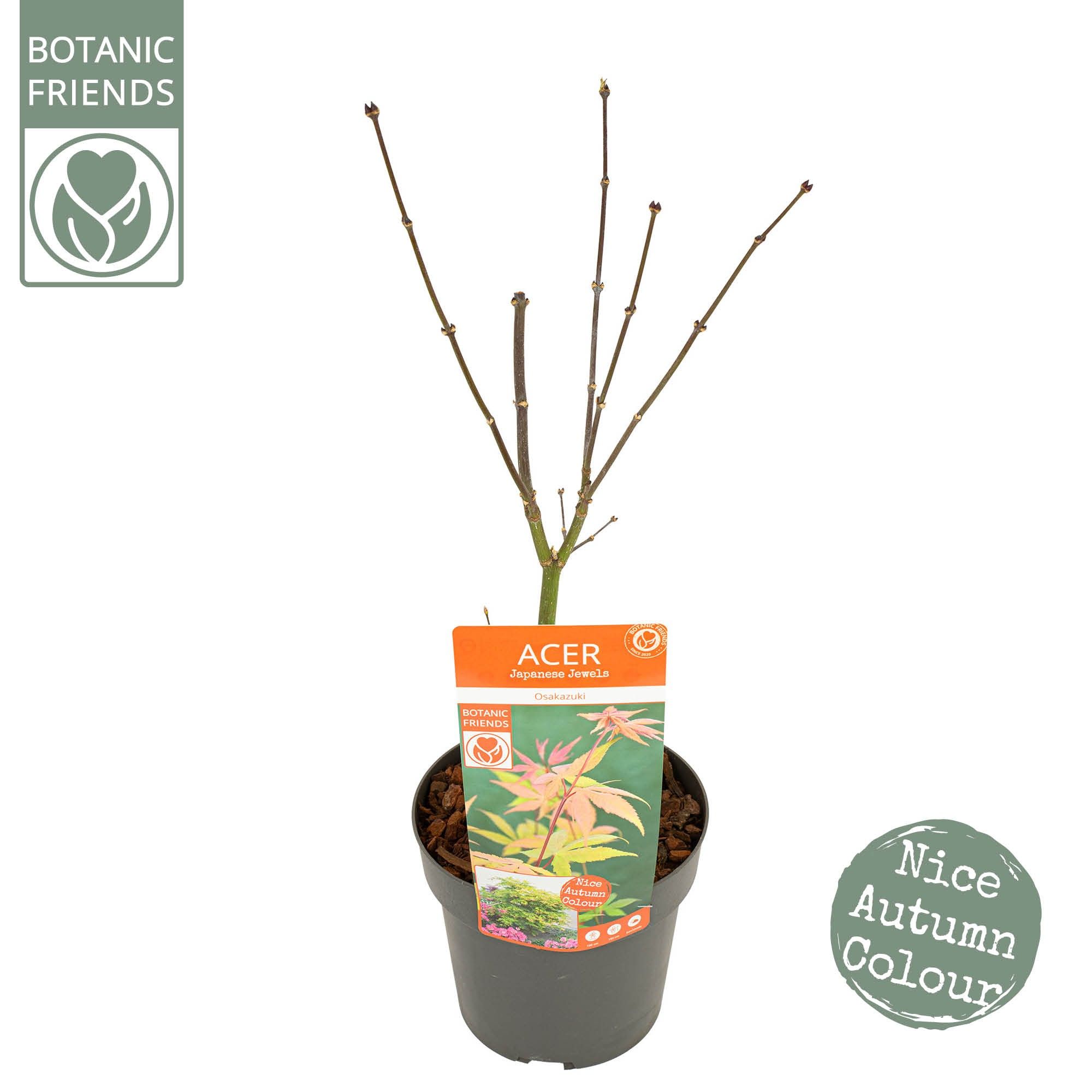 Acer palm. 'Osakazuki' PREMIUM, D 19