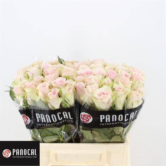 Роза од. Пинк Атена 40, шт.