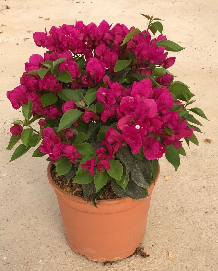 Bougainvillea fuchsia bush C5L, D 20