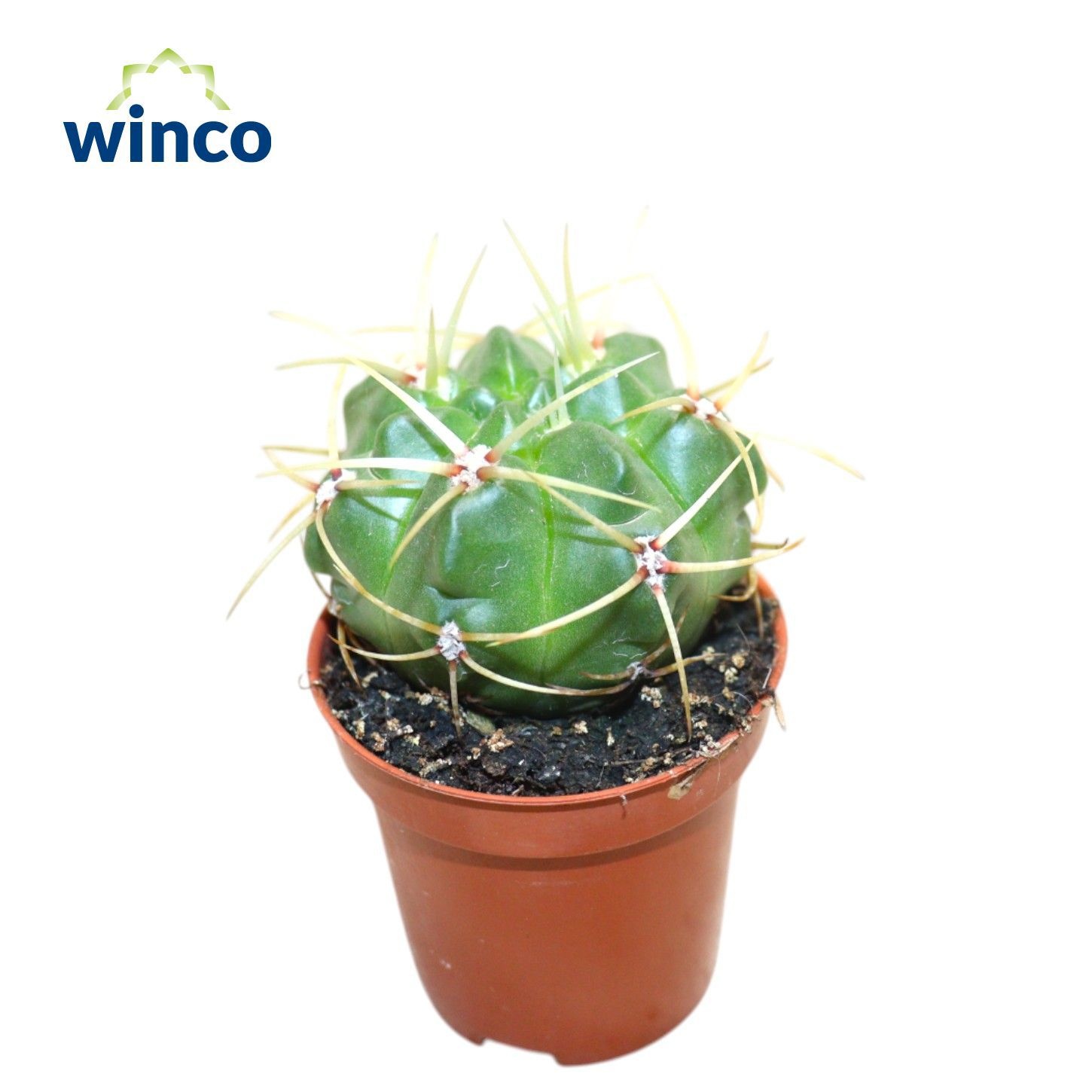 Gymnocalycium Monvillei, D 5,5 cm